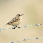 Whinchat, Beddington Farmlands (A Dutta).