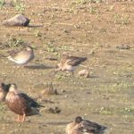 Ruff, London Wetland Centre (A Wilkinson).