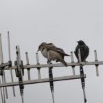 Rosy Starling, Dorking (S Dorman).