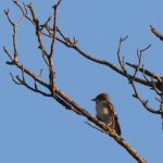 Pied Flycatcher, Thursley Common (B Henricot).
