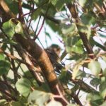 Wryneck, Chobham Common (E Sames).