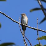 Spotted Flycatcher, Holmethorpe SP (G Hay).
