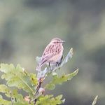 Whinchat, Puttenham Common (J Hurrell).