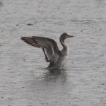 Pintail, Beddington Farmlands (P Alfrey).