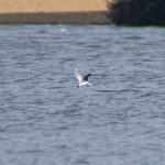 Little Gull, Frensham Great Pond (E Stubbs).