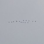 Brent Geese, Eashing Fields (E Stubbs).