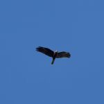 Marsh Harrier, Beddington Farmlands (A Ramesh).