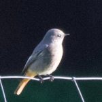 Black Redstart, Papercourt GPs (E Sames).