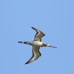 Black-tailed Godwit, Island Barn Reservoir (D Harris).