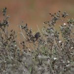Dartford Warbler, Beddington Farmlands (Z Pannifer).