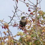 Ring Ouzel, Mogador (S Gale).