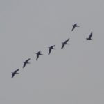 Brent Geese, Beddington Farmlands (Z Pannifer).