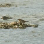 Water Pipit, Beddington Farmlands (A Ramesh).
