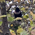 Ring Ouzel, Priest Hill (P Dodd).