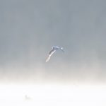 Little Gull, Frensham Great Pond (G Sharples).