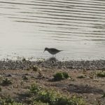 Little Stint, Holmethorpe SP (G Hay).