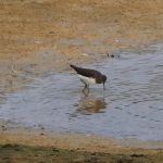 Green Sandpiper, Holmethorpe SP (G Hay).