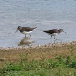Green Sandpipers, Holmethorpe SP (G Hay).