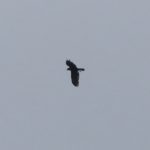 Marsh Harrier, Holmethorpe SP (G Hay).