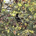 Ring Ouzel, Nutfield Ridge (G Hay).