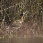 Bittern, London Wetland Centre (S Simnett).