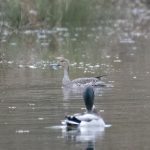 Pintail, Shalford Water Meadows (E Stubbs).