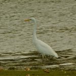 Great Egret, Tice's Meadow (M Fincham).