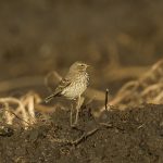 Water Pipit, Beddington Farmlands (A Ramesh).