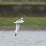 Kittiwake, Island Barn Reservoir (D Harris).