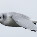 Kittiwake, Island Barn Reservoir (D Harris).