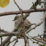 Siberian Lesser Whitethroat, Croydon (L Offer).