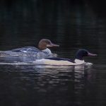 Goosander, Cutt Mill Ponds (S Simnett).