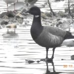 Brent Goose, Beddington Farmlands (D Warren).