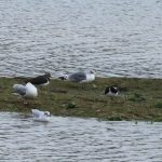 Kittiwake, Holmethorpe SP (G Hay).