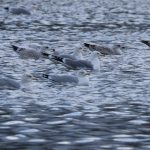 Yellow-legged Gull, Holmethorpe SP (G Hay).