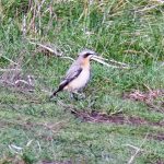 Wheatear, Richmond Park (N Jackman).
