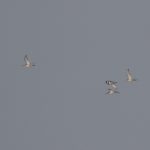 Black-tailed Godwits, Beddington Farmlands (Z Pannifer).