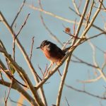Dartford Warbler, Tice's Meadow (M Fincham).
