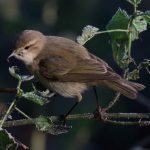 Siberian Chiffchaff, Papercourt Marshes (E Sames).