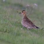 Golden Plover, Esher (C Turner).