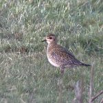 Golden Plover, Hersham GP (S Musievski).