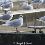 Mediterranean Gull, Papercourt GPs (R Clark).