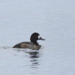 Scaup, Island Barn Reservoir (D Harris).