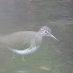 Green Sandpiper, Churt (R Douglas).