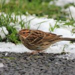 Little Bunting, Worcester Park (S Osborn).