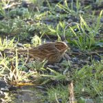 Little Bunting, Worcester Park (S Osborn).