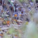 Jack Snipe, Unstead SF (K Britten).