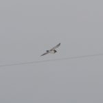 Golden Plover, Beddington Farmlands (Z Pannifer).
