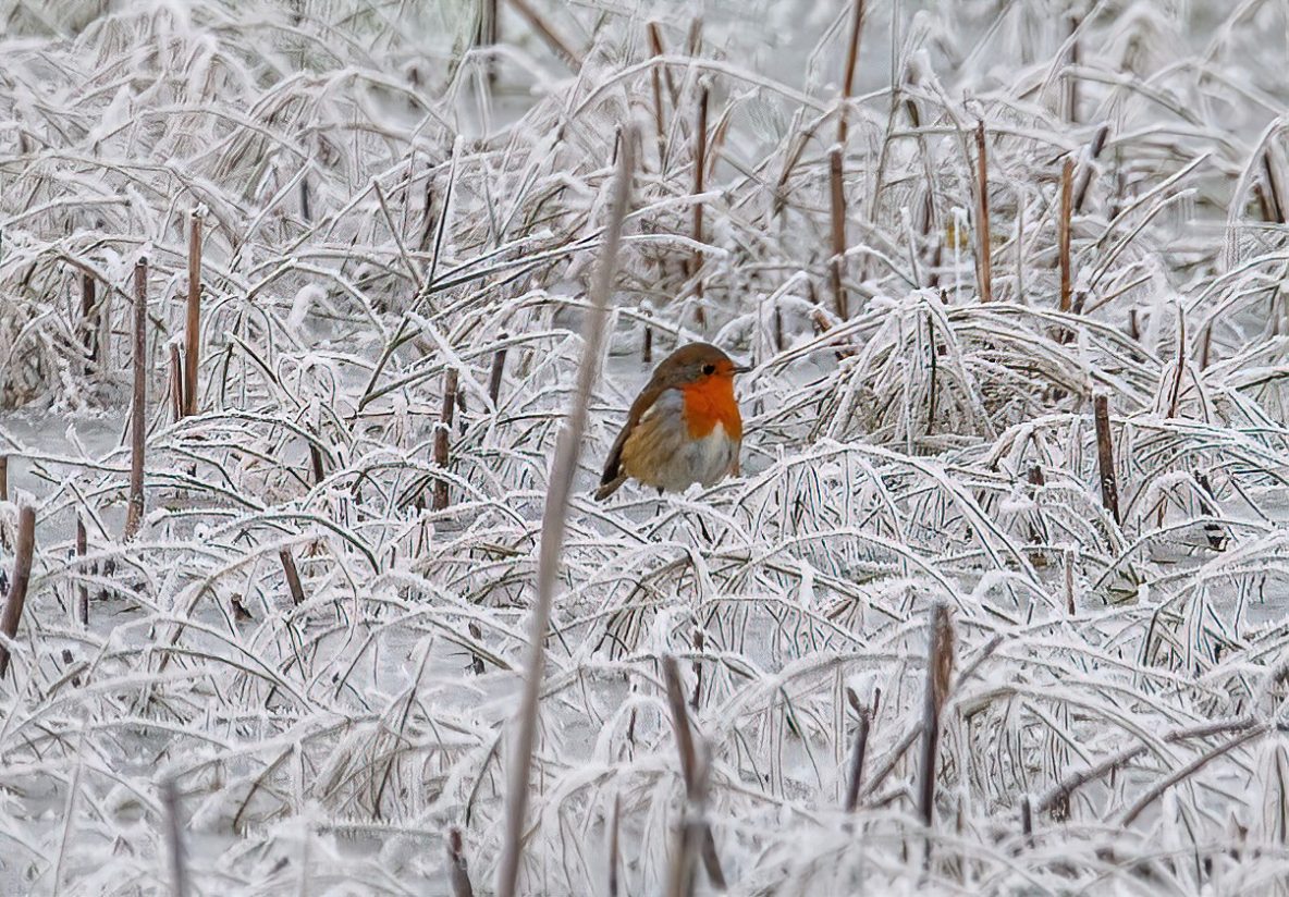 Winter 22 Tices (Colin Varndell )