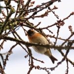 Brambling, Abinger Bottom (L Bugby).
